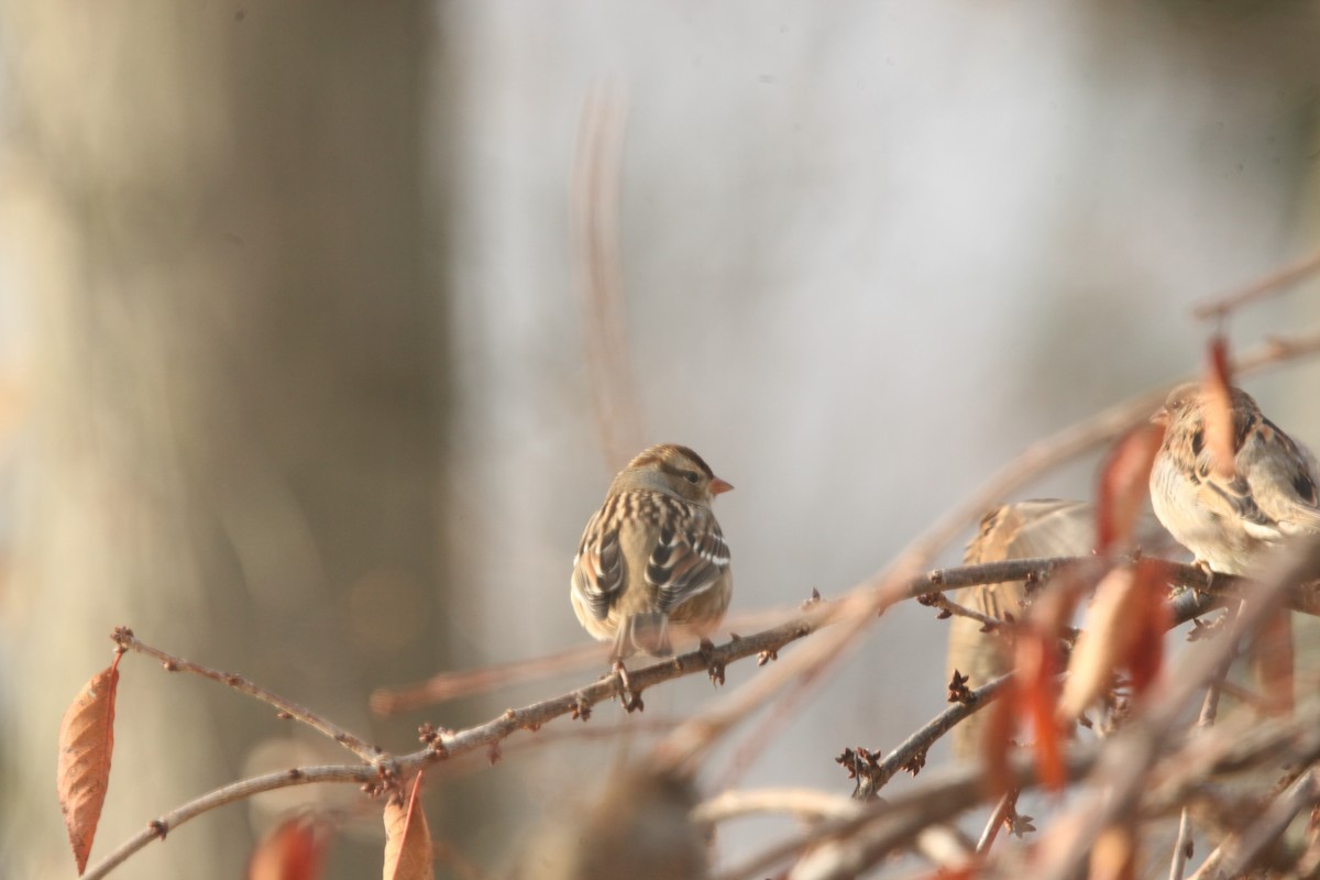 Porsuk Serçesi - ML645241400