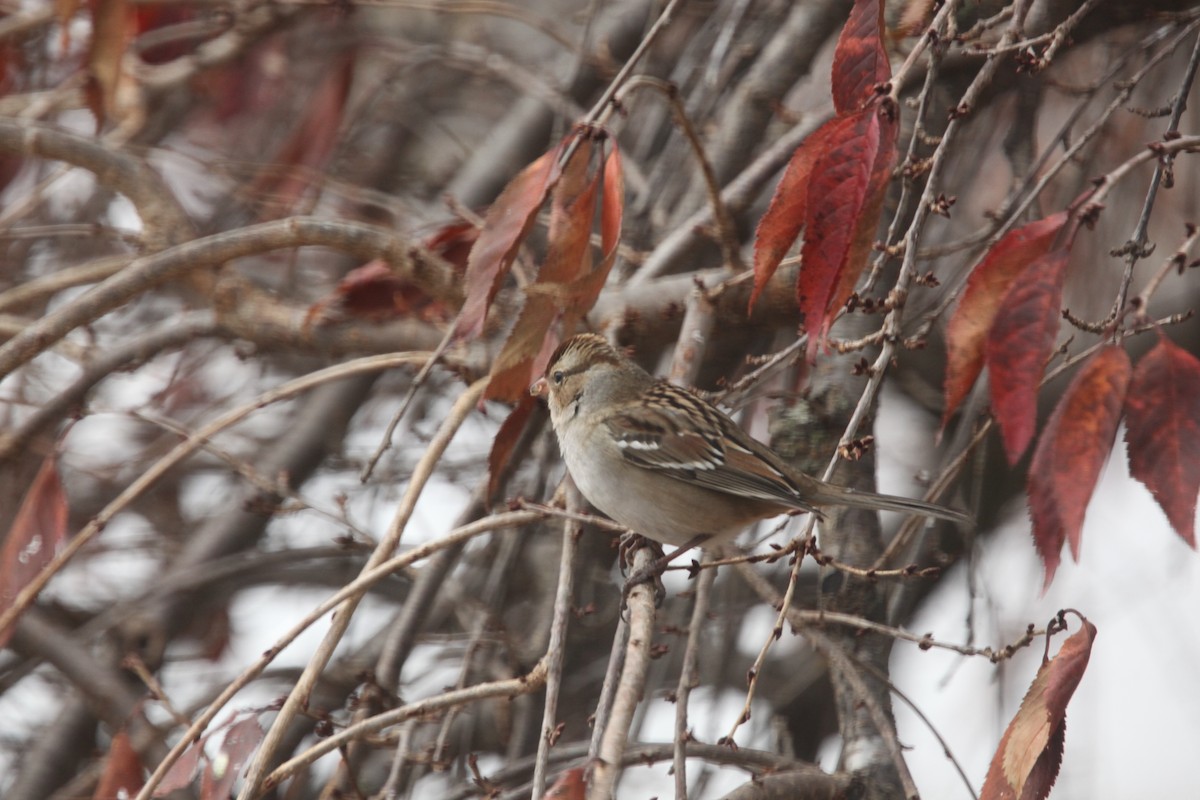 Porsuk Serçesi - ML645241401