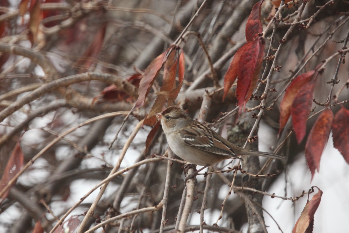 Porsuk Serçesi - ML645241402