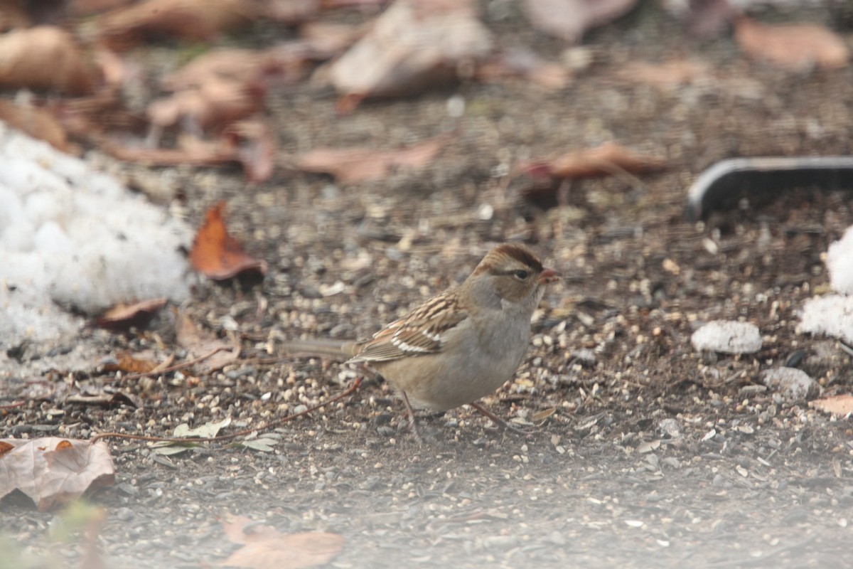 Porsuk Serçesi - ML645241403