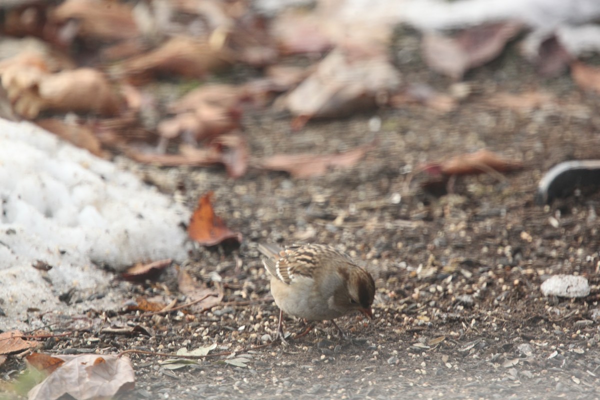 Porsuk Serçesi - ML645241405