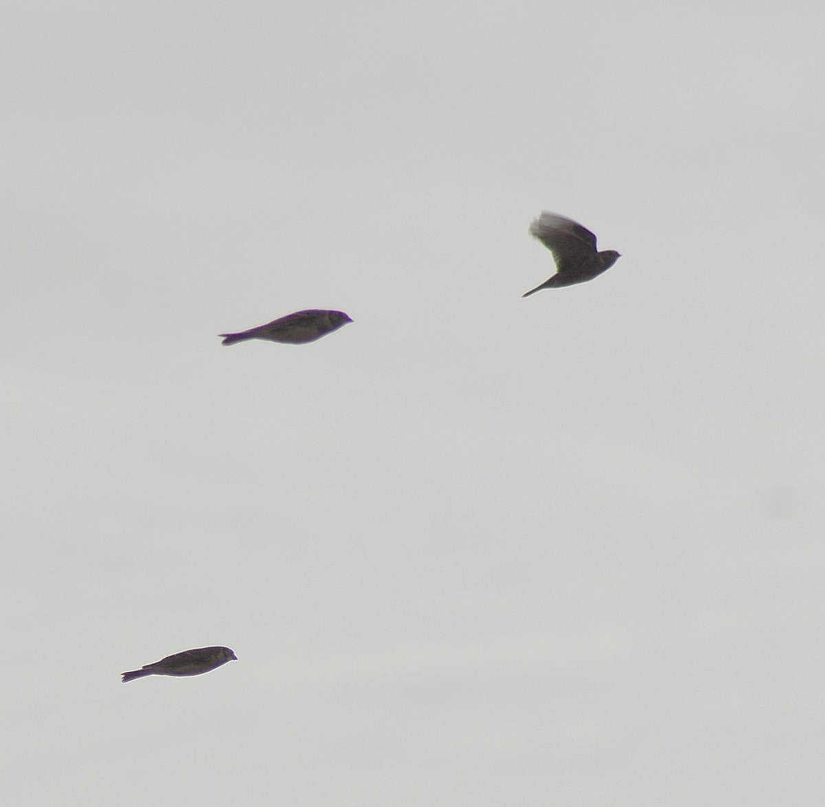 Lapland Longspur - ML645241424