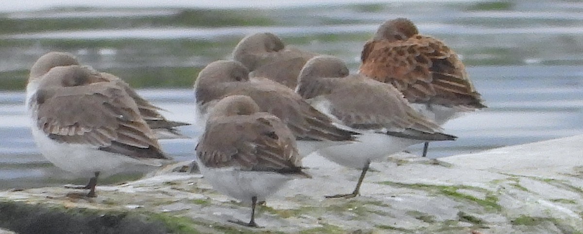 Хар элсэг - ML645241425