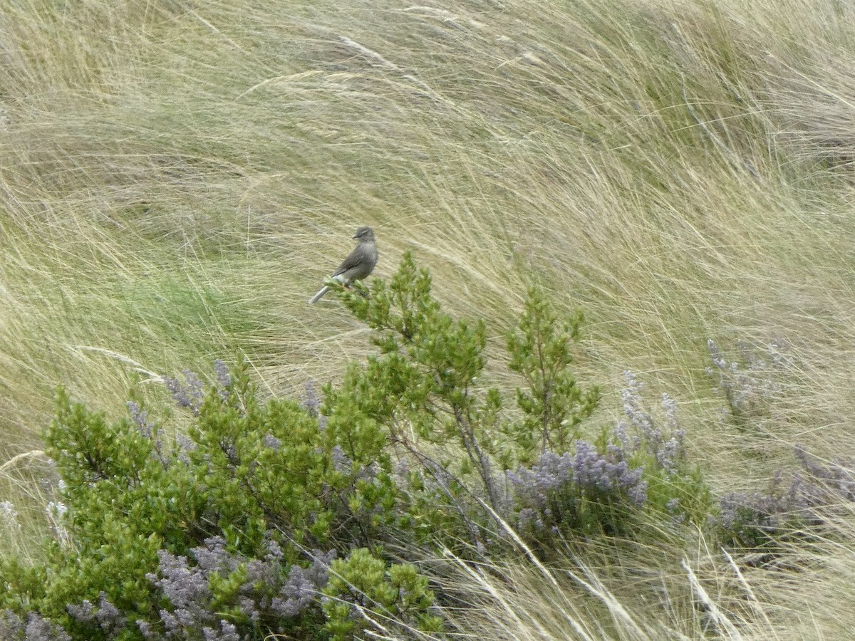 Black-billed Shrike-Tyrant - ML645241433