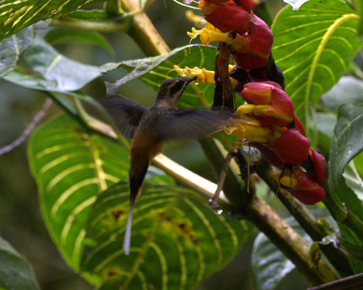 kolibřík dlouhoocasý - ML645241450