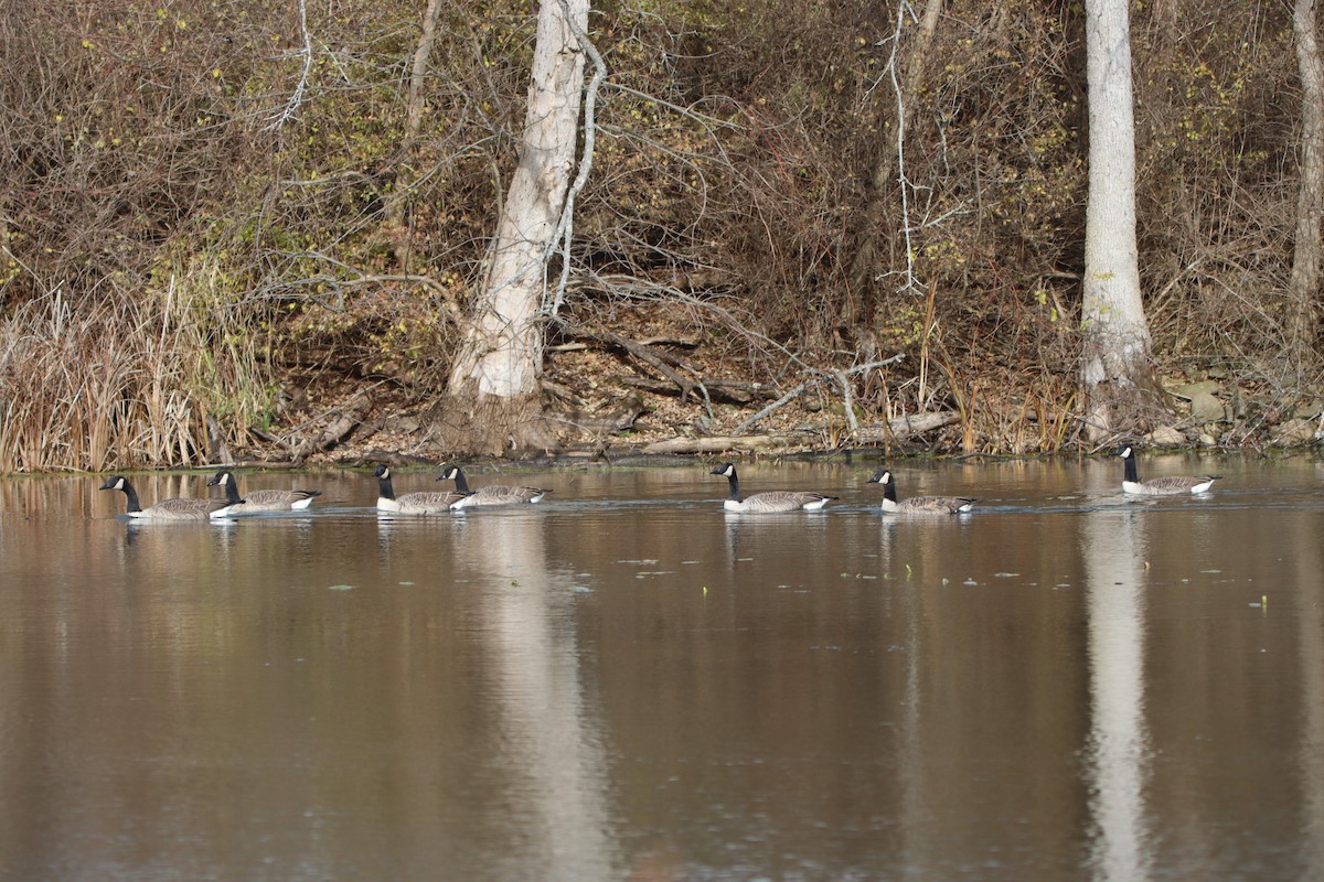 Canada Goose - ML645241452