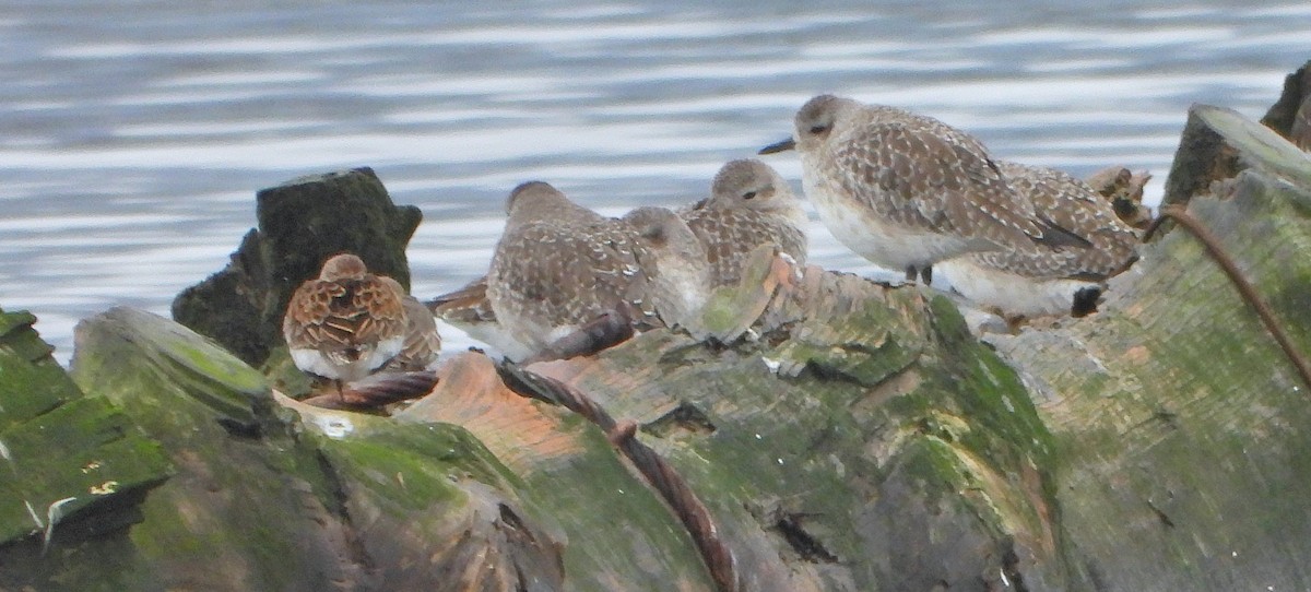 Хар элсэг - ML645241453