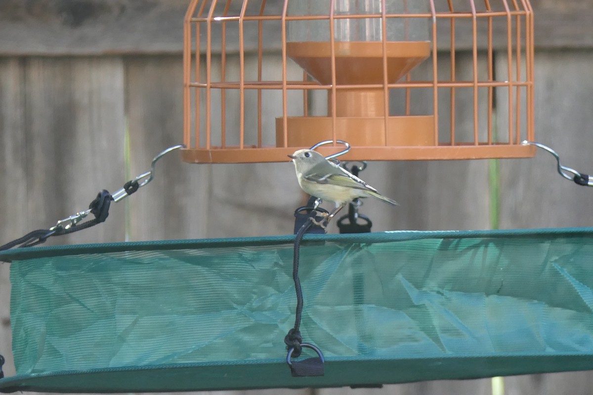 Ruby-crowned Kinglet - ML645241469