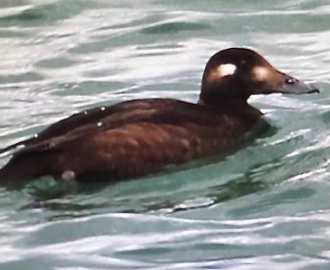 White-winged Scoter - ML645241480