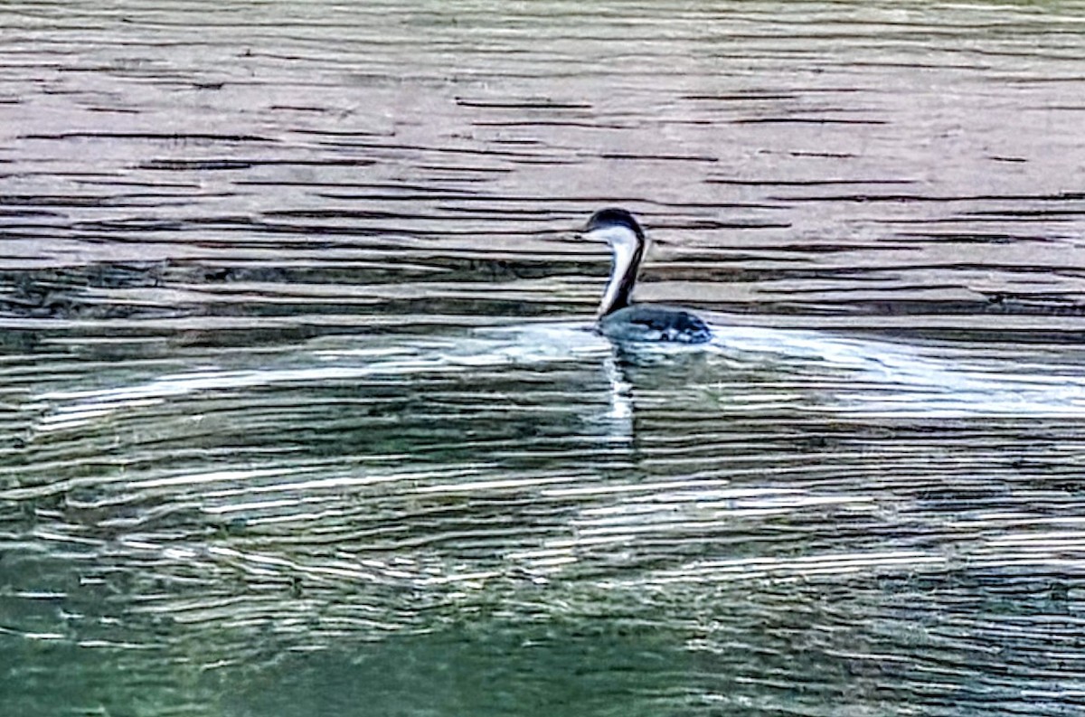 Western Grebe - ML645241484