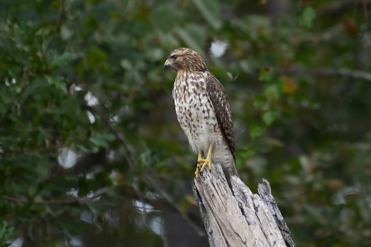 Red-shouldered Hawk - ML645241488