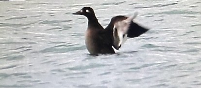 White-winged Scoter - ML645241500