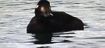 White-winged Scoter - ML645241506