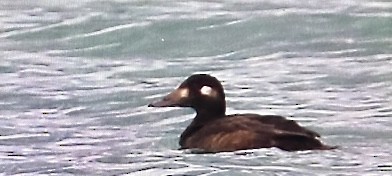 White-winged Scoter - ML645241509
