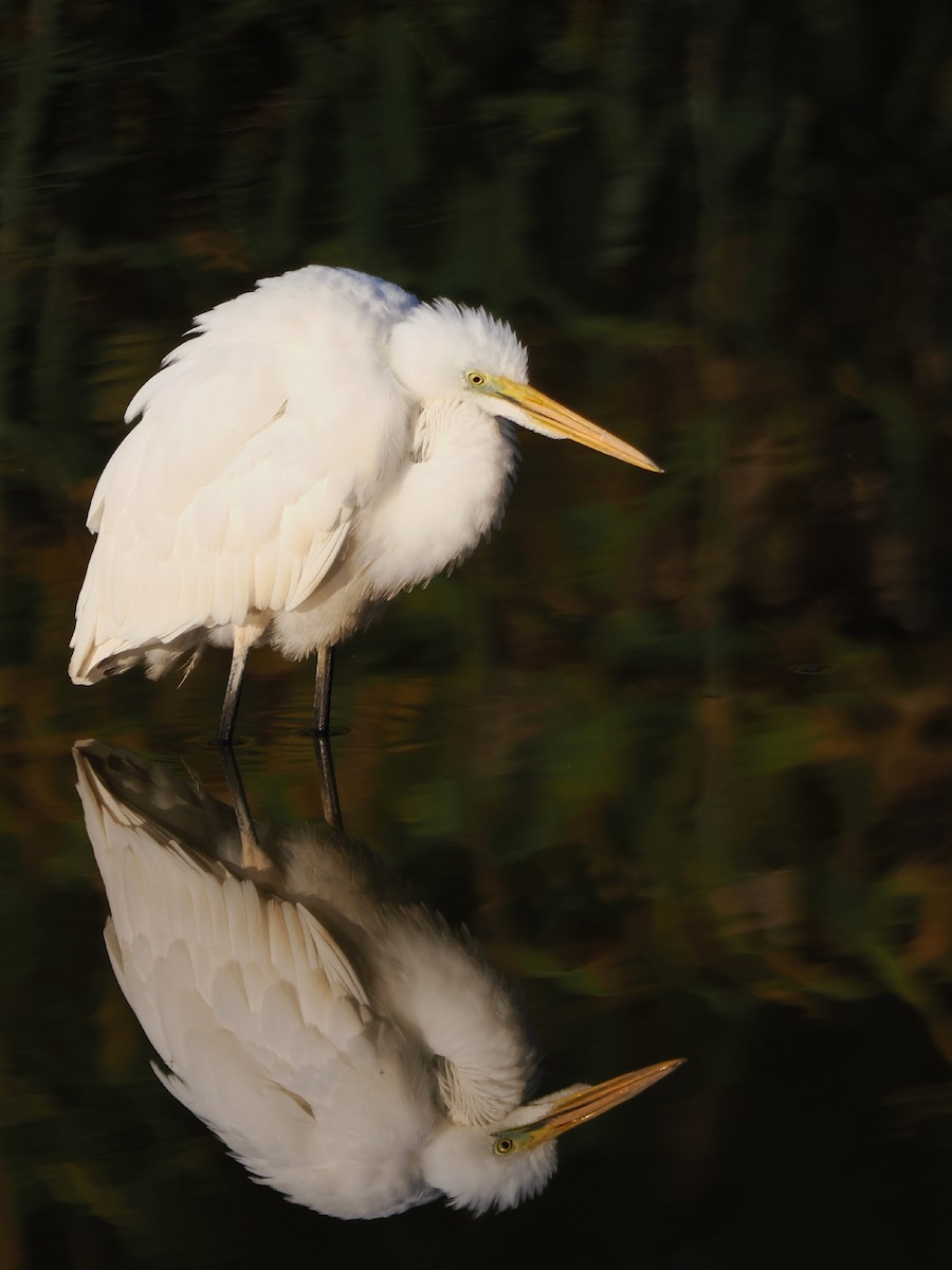 egretthegre - ML645241534