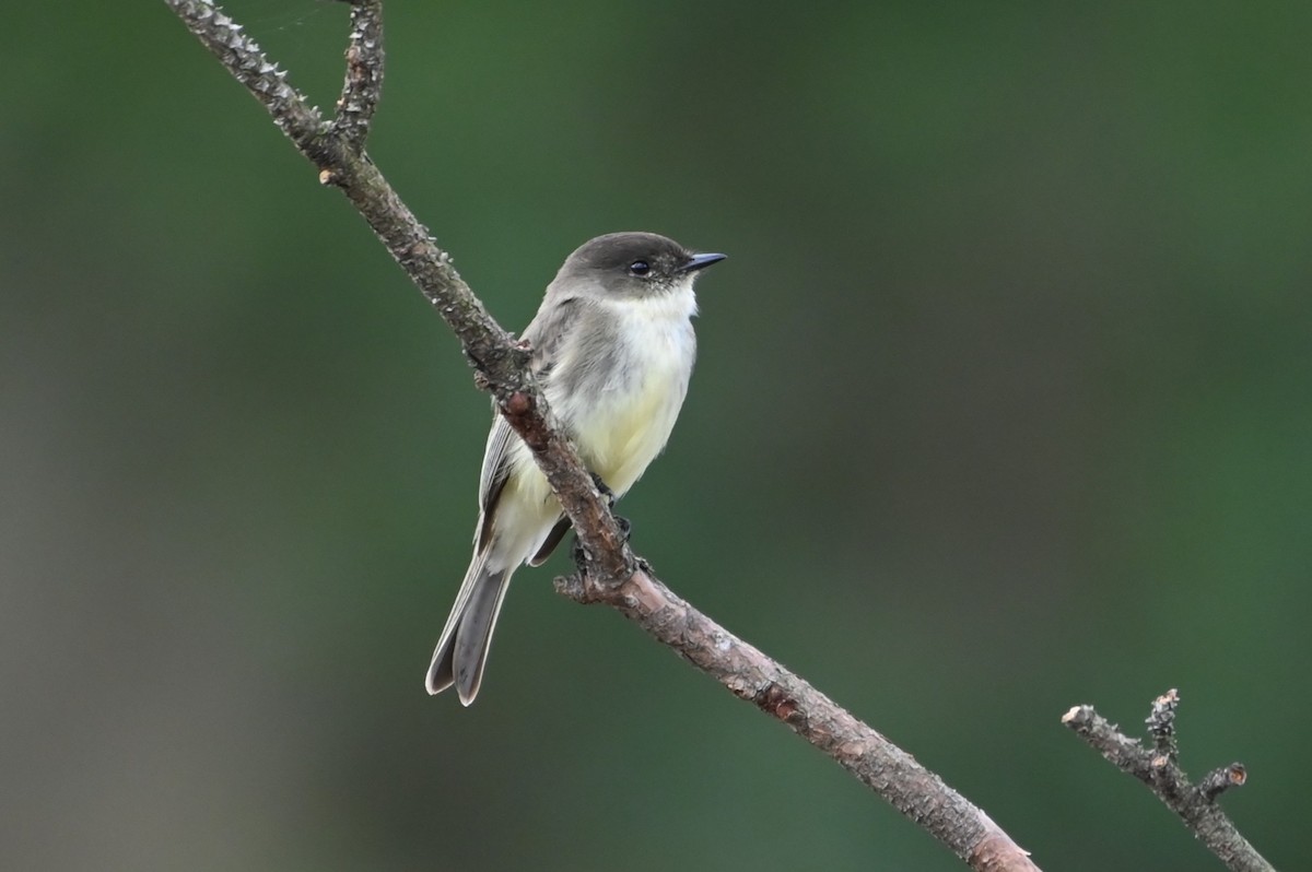 Weißbauch-Phoebetyrann - ML645241537