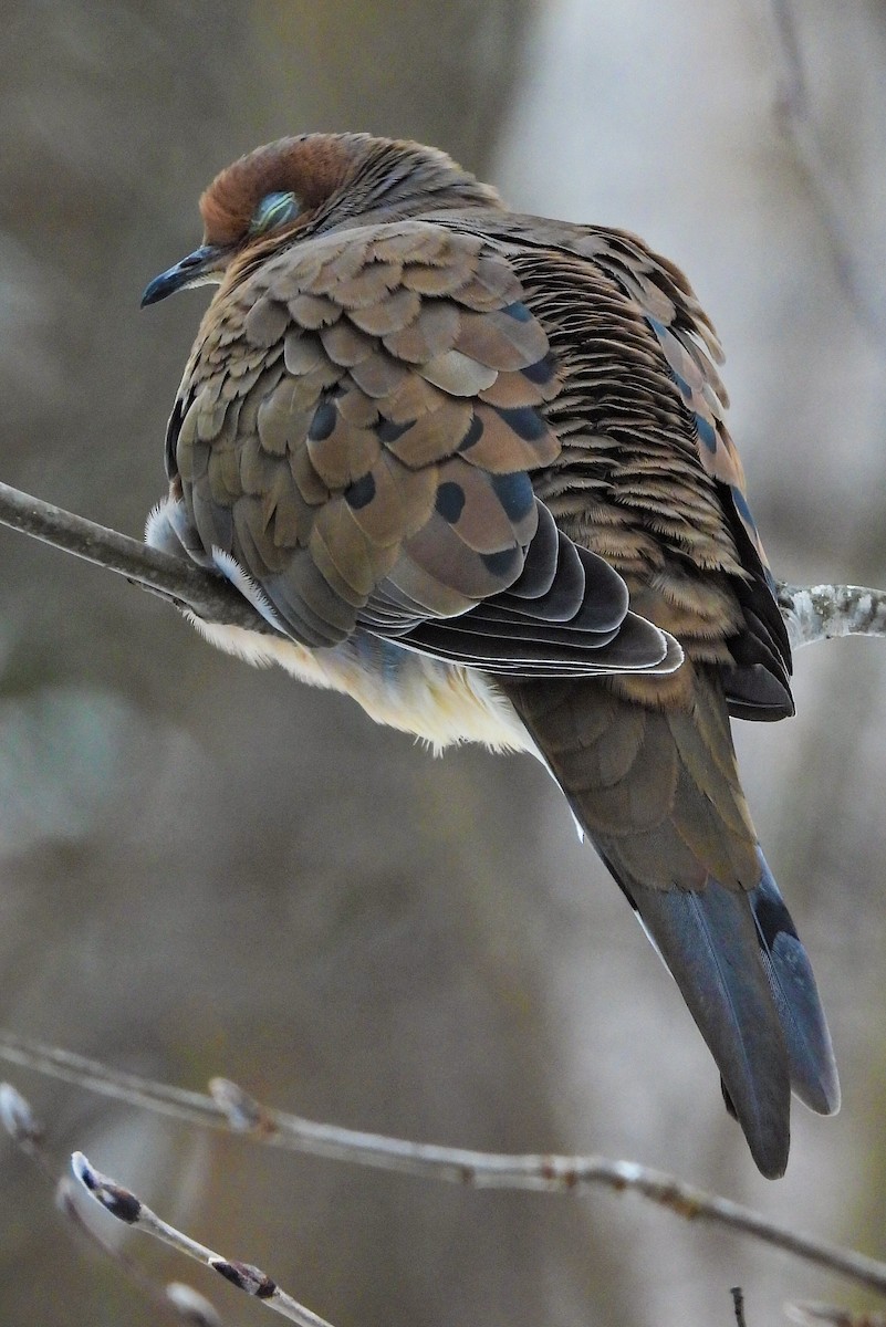 Mourning Dove - ML645241539