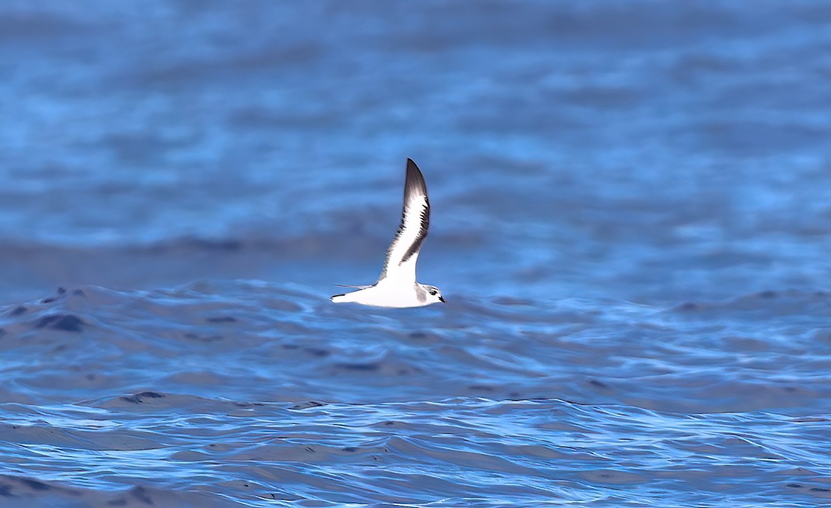 Black-winged Petrel - ML645241540