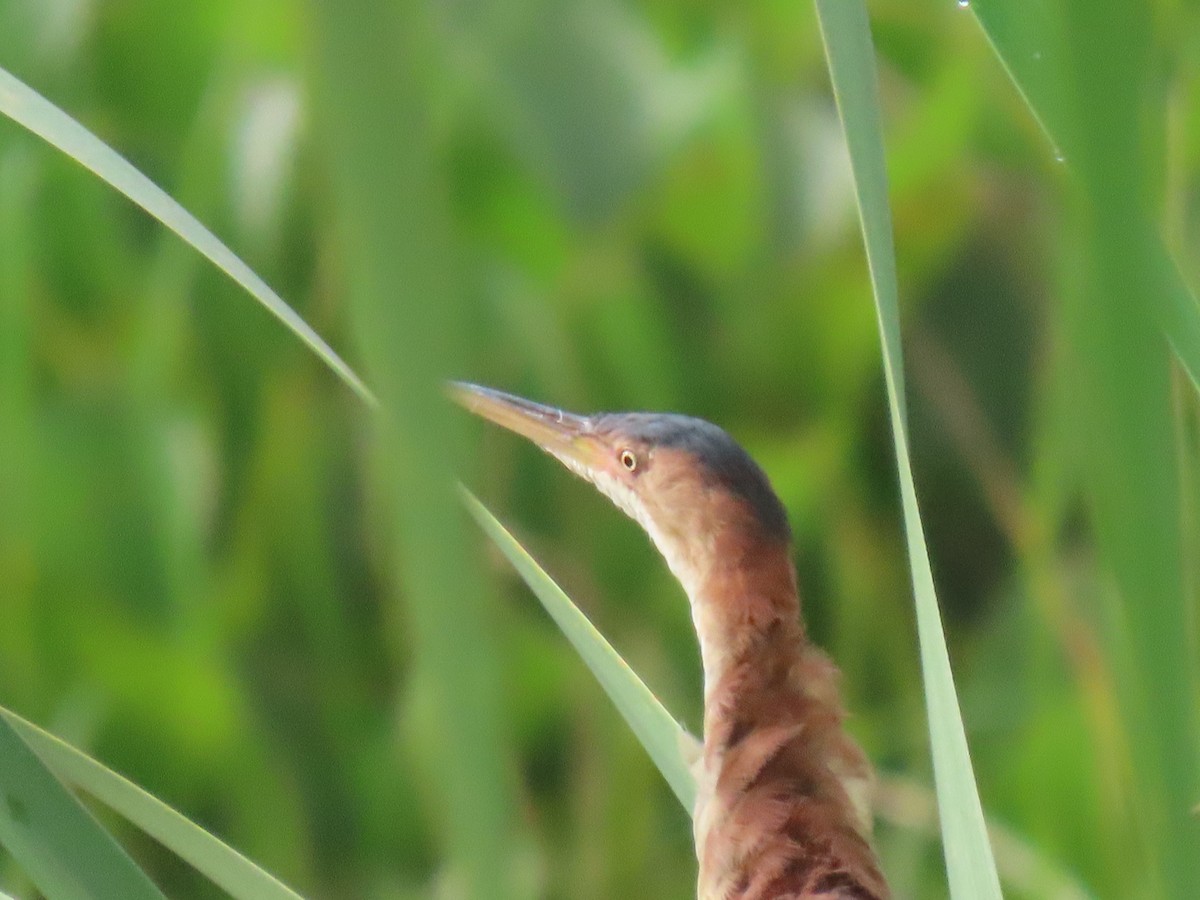 Petit Blongios - ML645241542