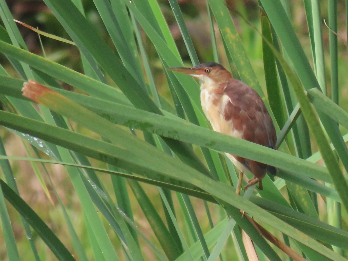 Petit Blongios - ML645241543