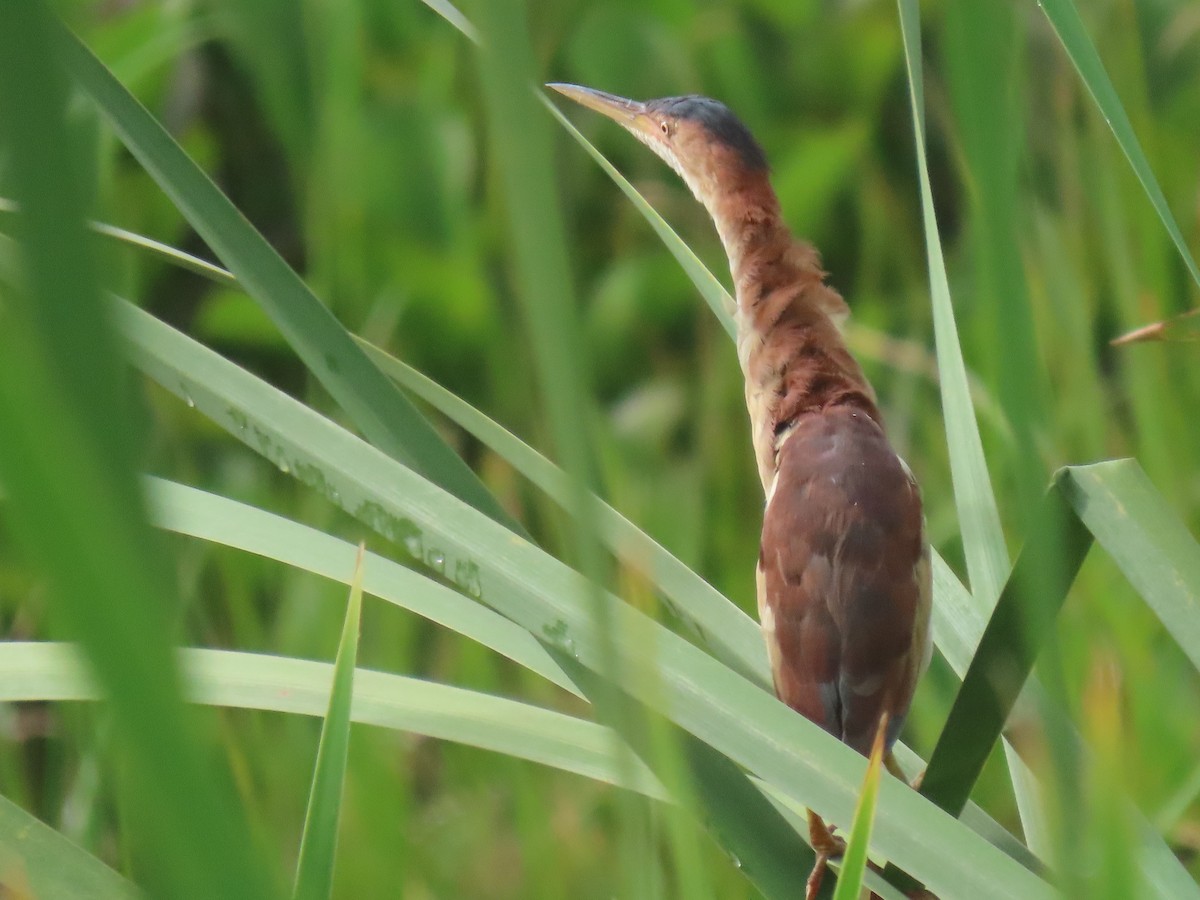 Petit Blongios - ML645241545