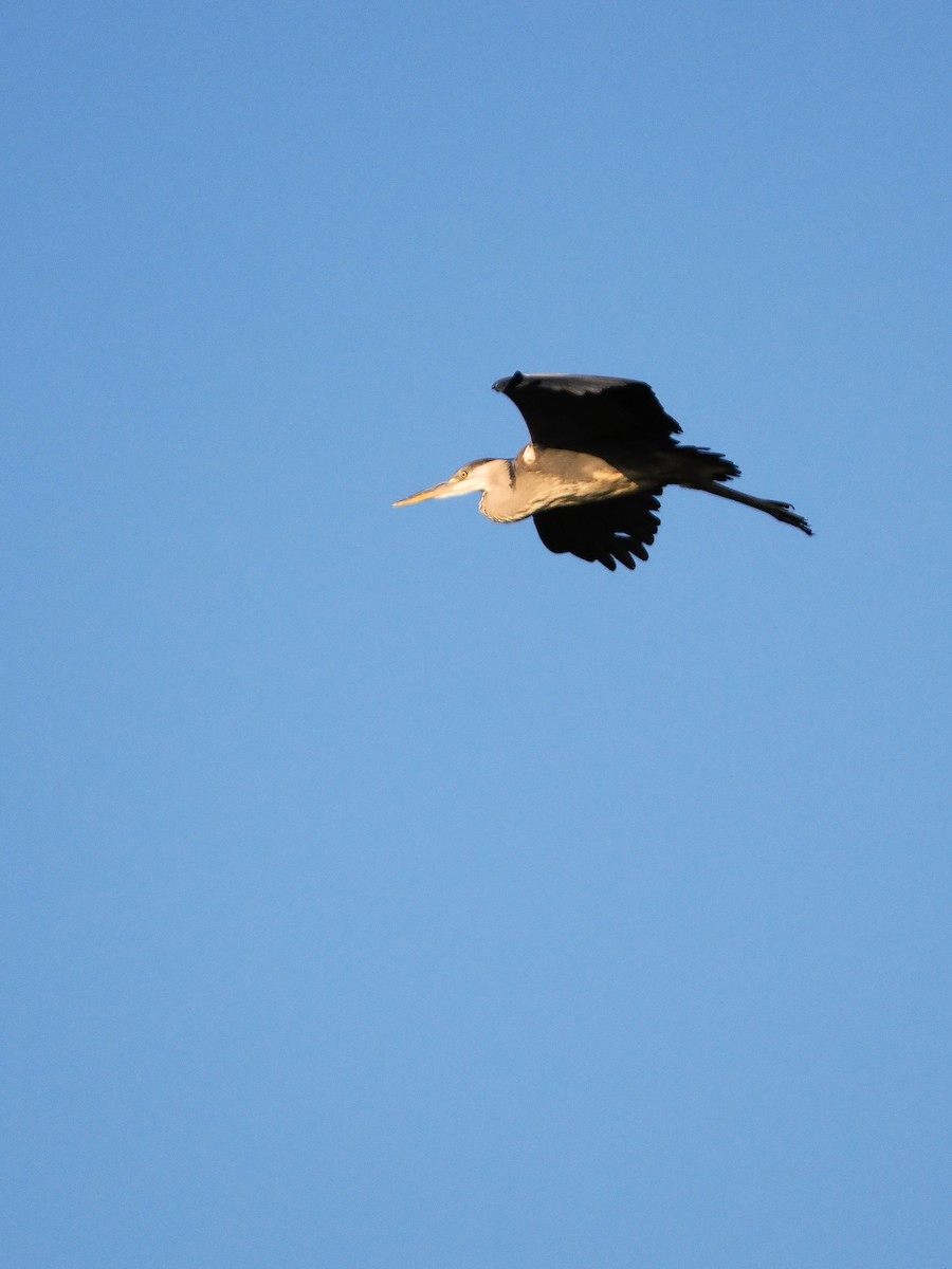 gråhegre - ML645241547