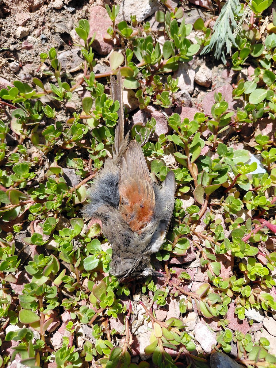 Pale-breasted Spinetail - ML645241549