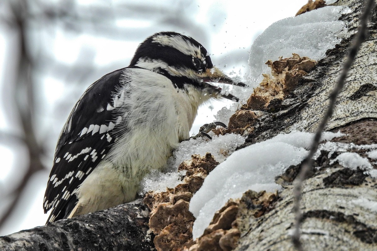 Hairy Woodpecker - ML645241558