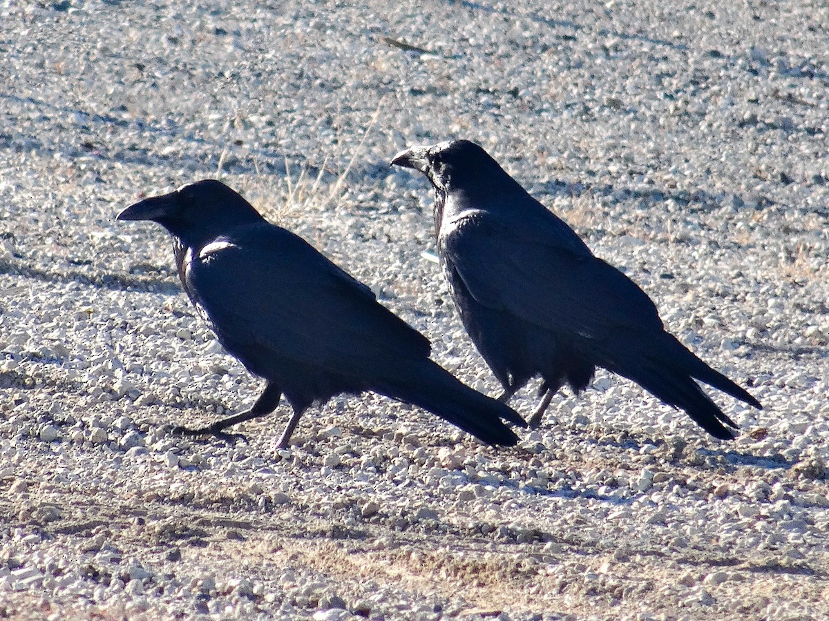 Common Raven - ML645241559