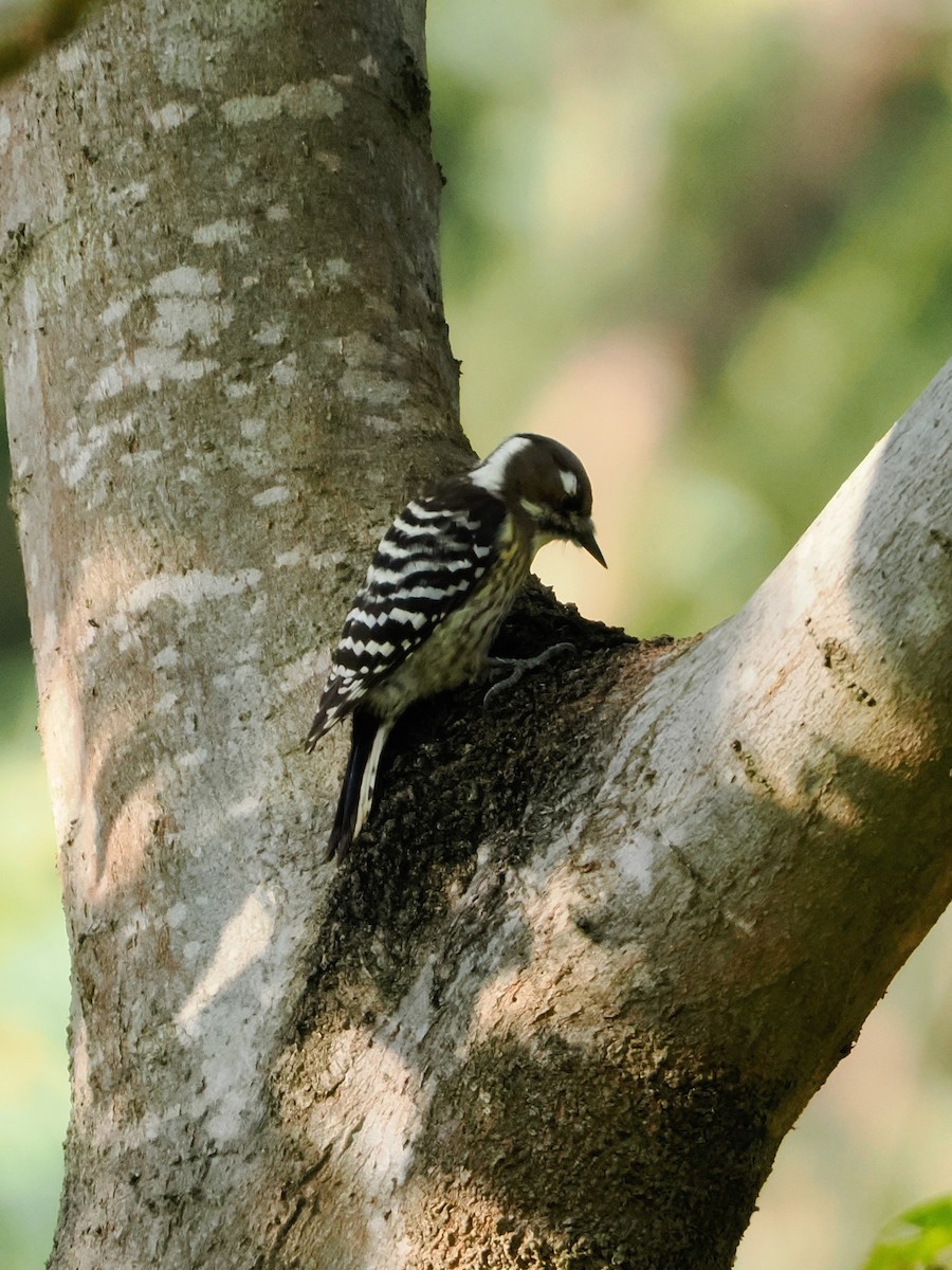 knøttspett - ML645241567