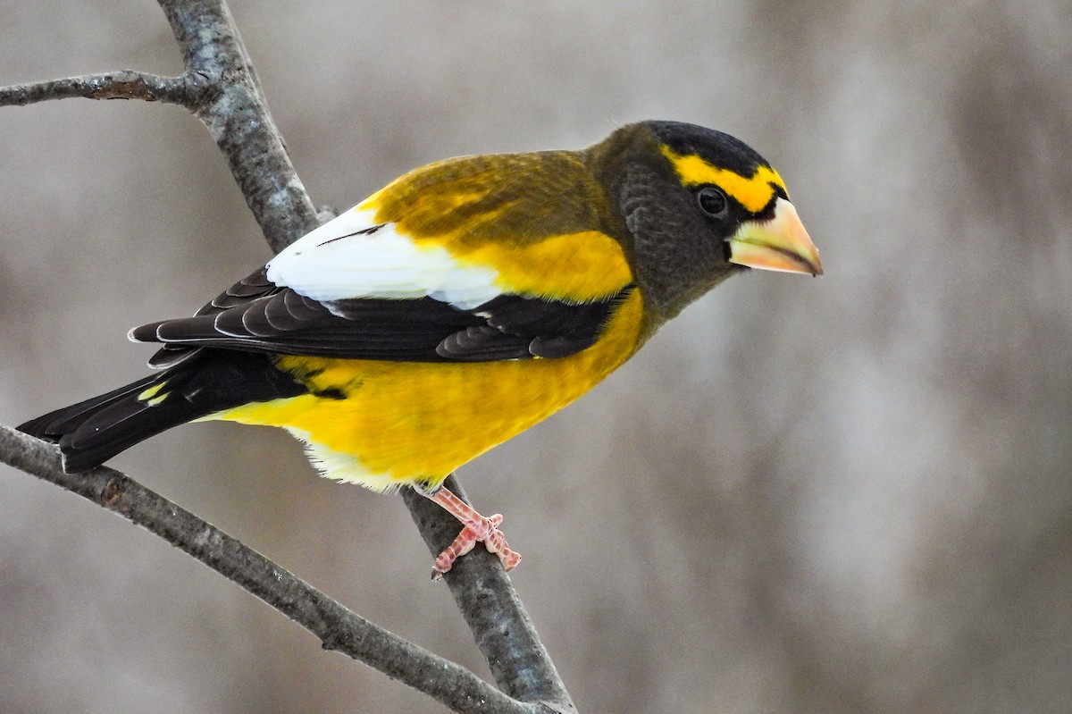 Evening Grosbeak - ML645241574