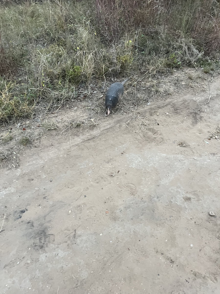 Armadillos - ML645241577