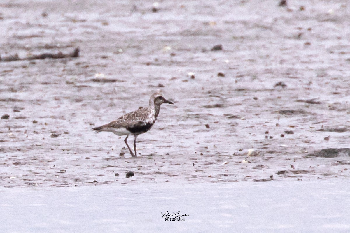 ダイゼン - ML645241578