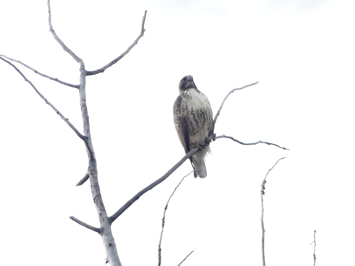 káně rudochvostá - ML645241584