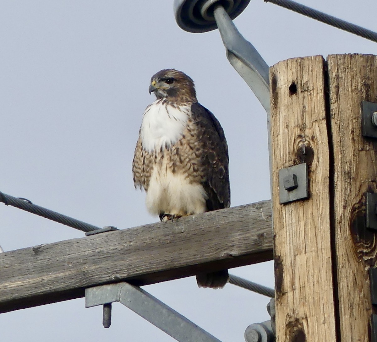 káně rudochvostá - ML645241586