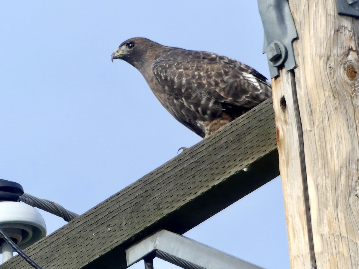 káně rudochvostá - ML645241588