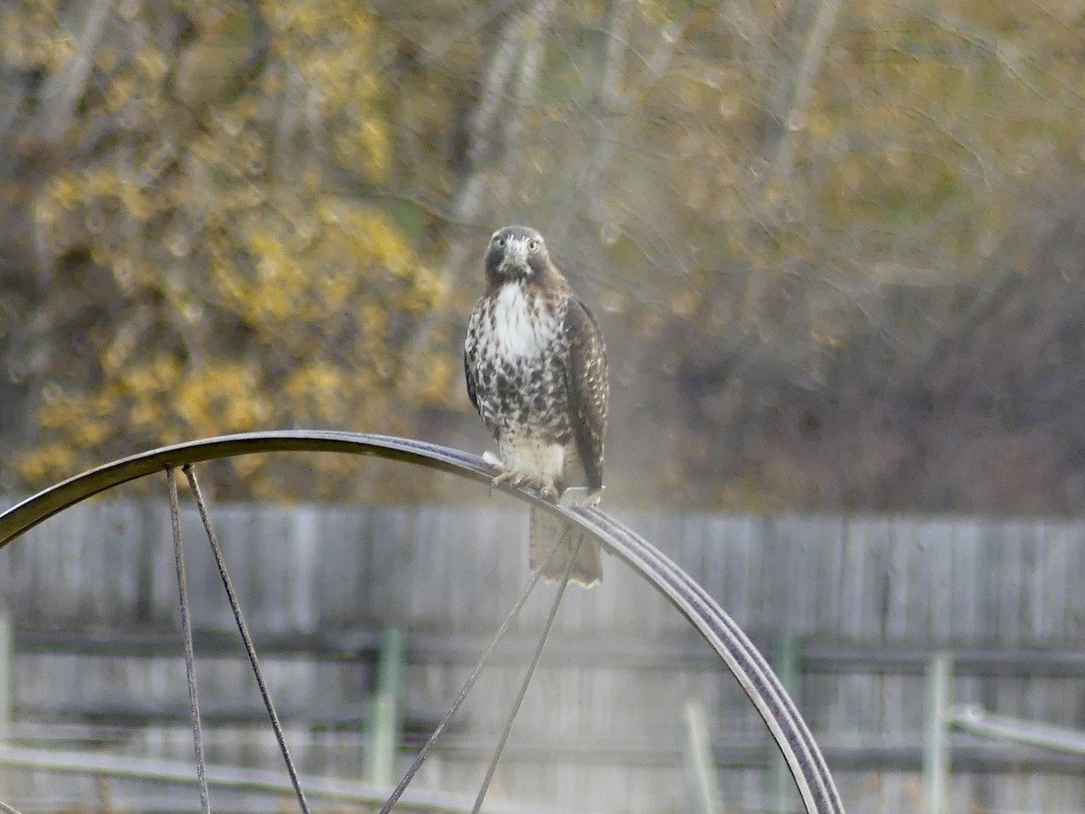 káně rudochvostá - ML645241589