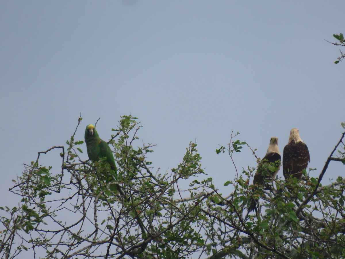 Yellow-crowned Amazon - ML645241590