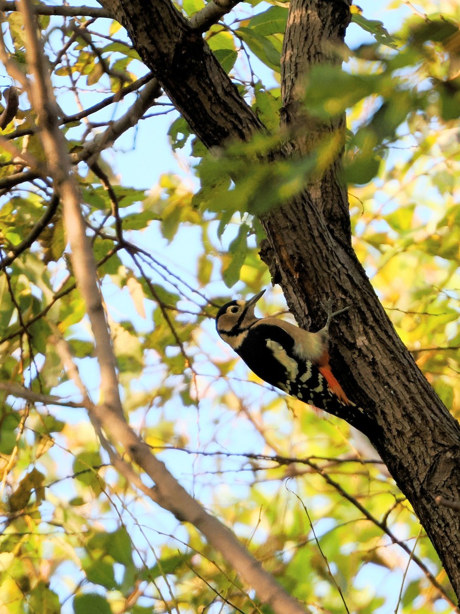 flaggspett - ML645241601