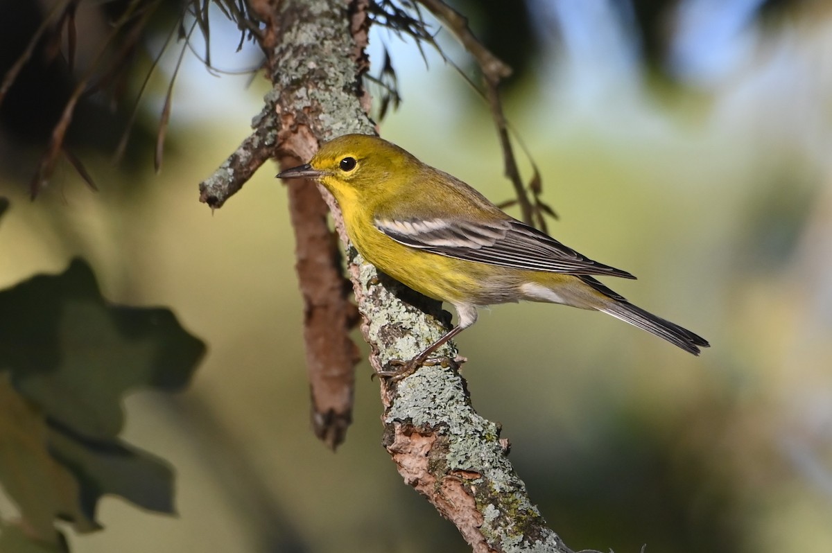 Kiefernwaldsänger - ML645241605