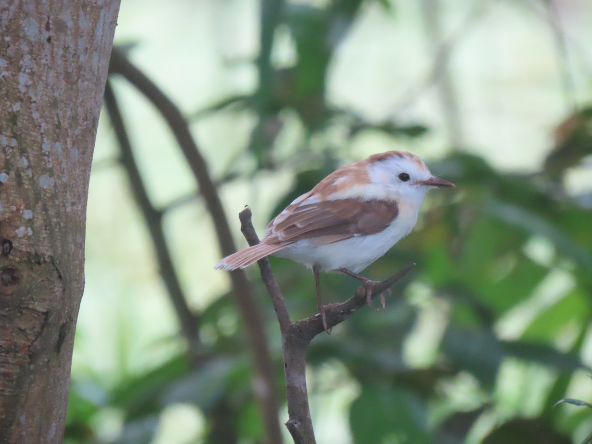 Moucherolle pie - ML645241611