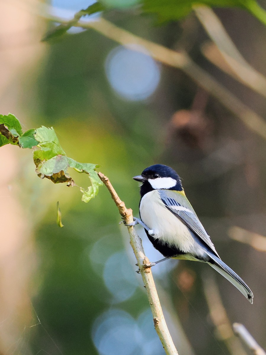 gråkjøttmeis - ML645241615