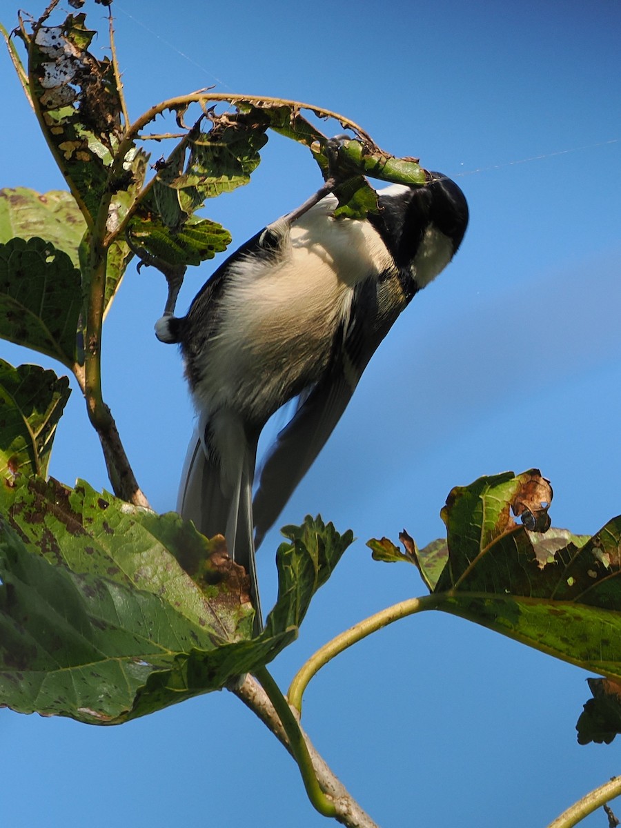 gråkjøttmeis - ML645241616