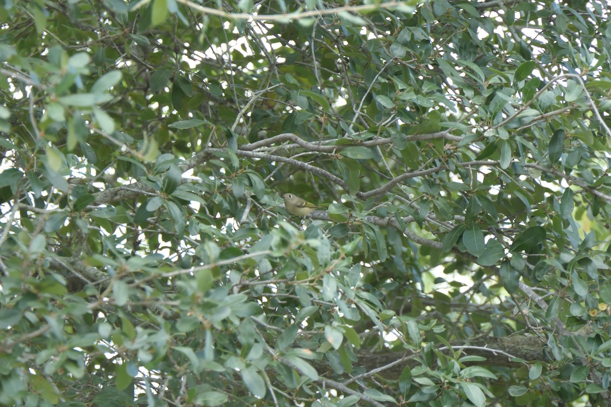 Ruby-crowned Kinglet - ML645241632