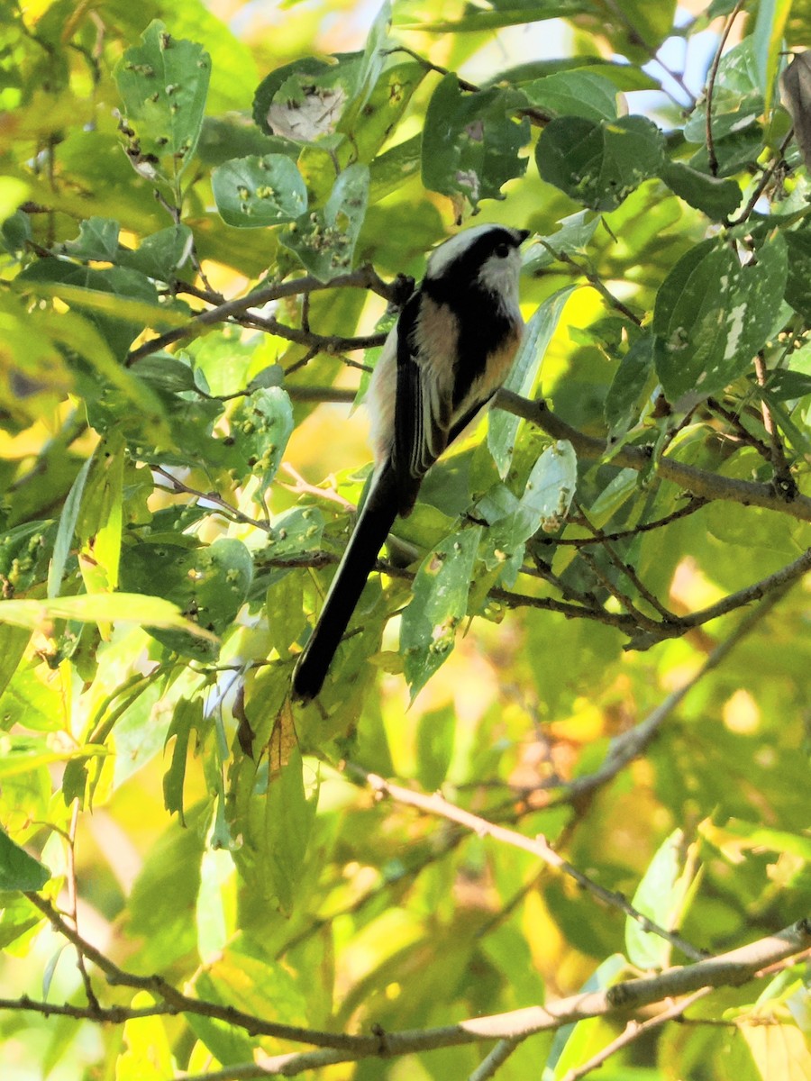 stjertmeis - ML645241634