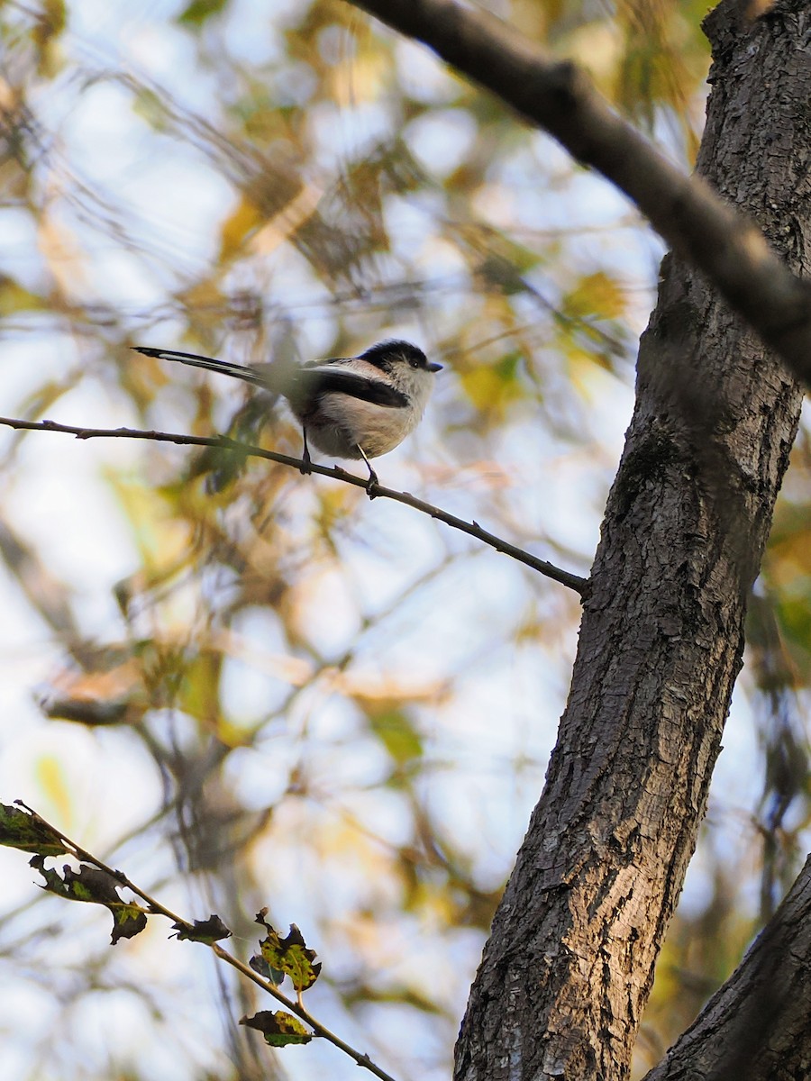 stjertmeis - ML645241635