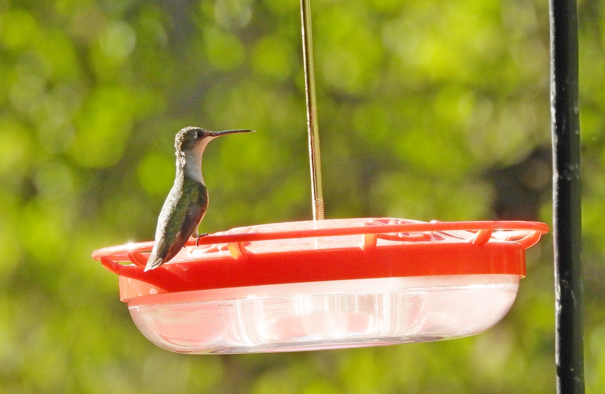Ruby-throated Hummingbird - ML645241636