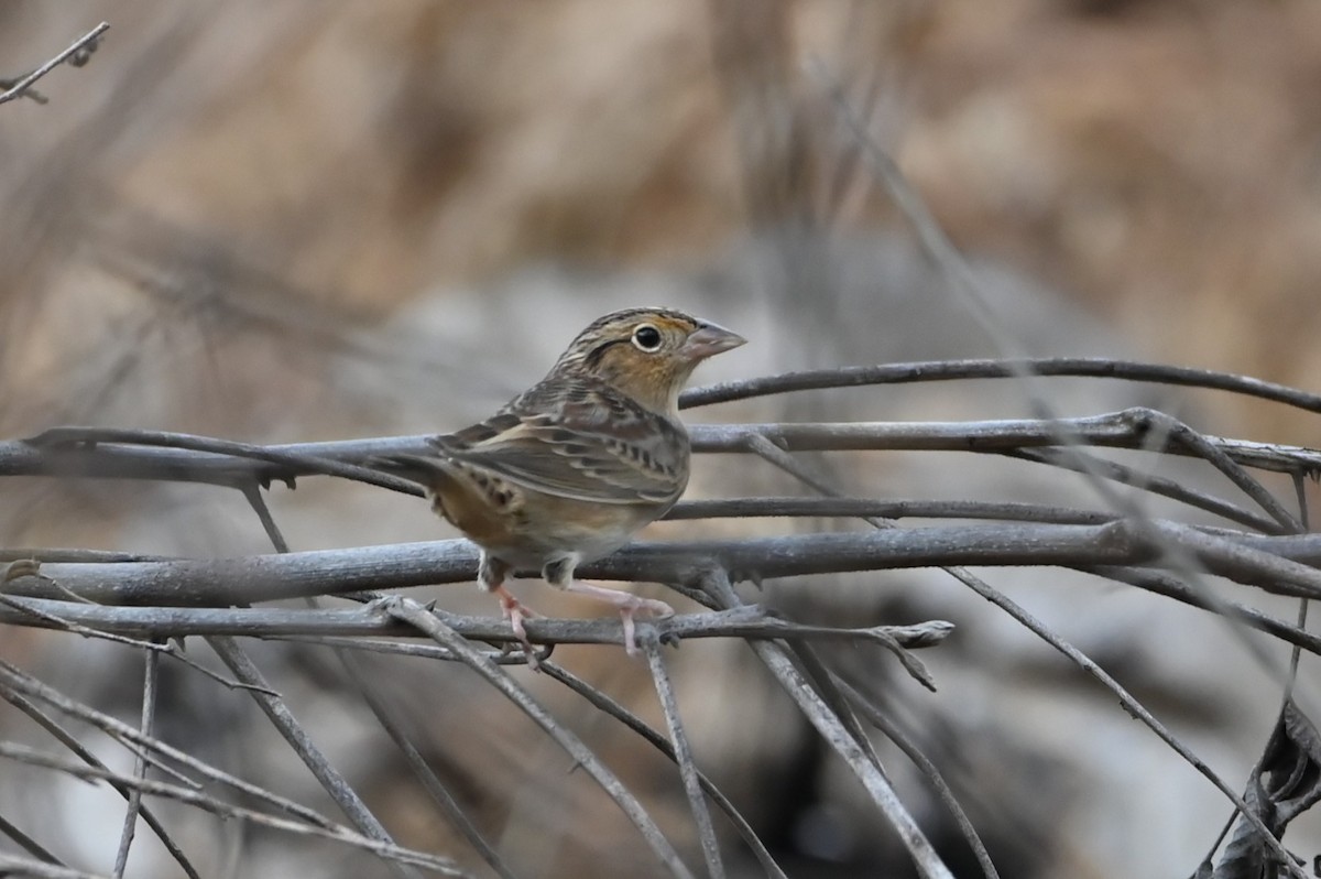 Grasshopper Sparrow - ML645241643