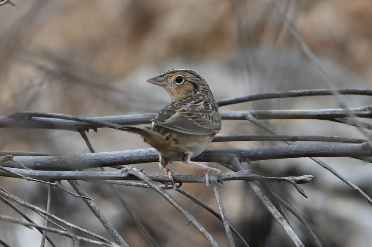 Grasshopper Sparrow - ML645241644