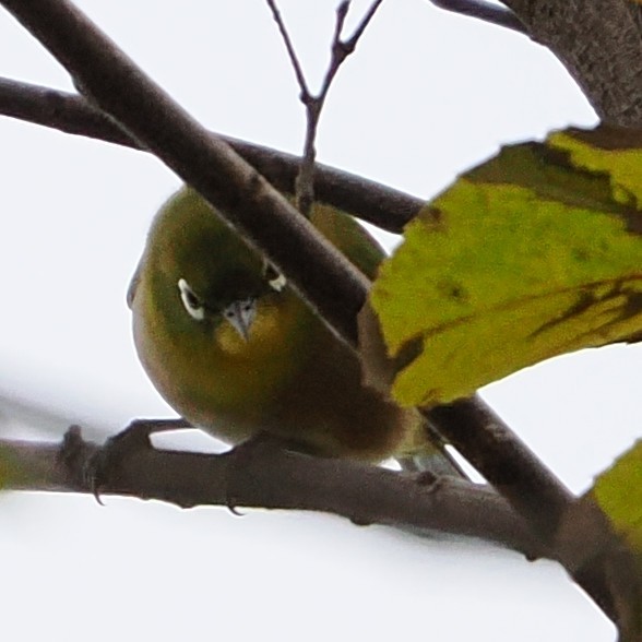 hagebrillefugl - ML645241645